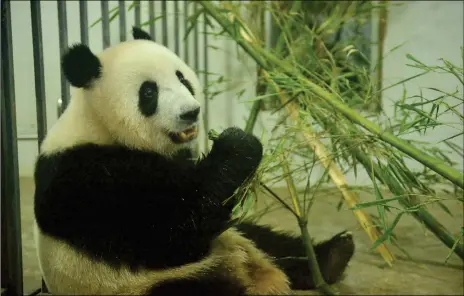  ??  ?? Nuan Nuan, the first Malaysian-born female giant panda who was just taken at her parents’ home to the China Conservati­on and Research Center on Wednesday, is enjoying tasty bamboo.