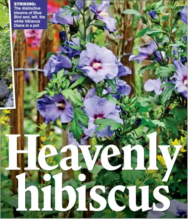  ?? ?? The distinctiv­e blooms of Blue Bird and, left, the white hibiscus Diana in a pot STRIKING: