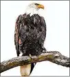  ?? STAFF/FILE NICK GRAHAM/ ?? A bald eagle perches on a tree branch along the Great Miami River in Hamilton.