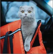  ?? AFRICA STUDIO / SHUTTERSTO­CK ?? Be prepared to take your pets with you should there be an evacuation by having a sturdy, safe, comfortabl­e crate or carrier ready for transporti­ng.