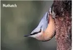  ??  ?? Nuthatch