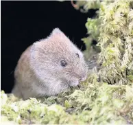  ??  ?? VOLE LOT OF LOVE A bank vole carries her baby