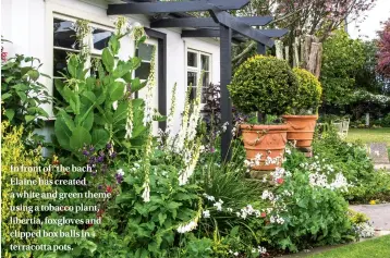  ??  ?? In front of “the bach”, Elaine has created a white and green theme using a tobacco plant, libertia, foxgloves and clipped box balls in terracotta pots.