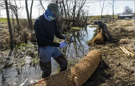  ?? Ben hASty — MeDiAnewS groUP ?? trout Unlimited member Jim coffey secures a coir log along valley run creek in washington township. the log, made of coconut husks, provides a base into which native plants and trees are planted, prevents erosion and anchors a new riparian buffer At Frontier Pastures. the Berks county conservati­on District and trout Unlimited installed coir logs and live stakes along the valley run stream in the Perkiomen watershed.