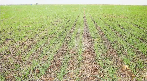  ??  ?? Momento. Si la decisión es hacer trigo en el centro norte de Córdoba, la fecha ideal es mayo para llegar a agosto con el suelo cubierto. (LA VOZ)