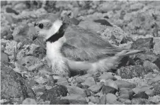  ?? Photo by David Krughoff ?? An adult piping plover with a chick and egg.