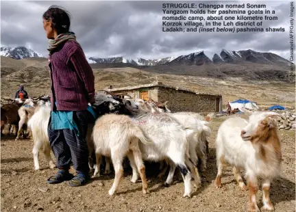  ??  ?? STRUGGLE: Changpa nomad Sonam Yangzom holds her pashmina goats in a nomadic camp, about one kilometre from Korzok village, in the Leh district of Ladakh; and (inset below) pashmina shawls