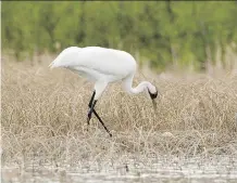  ?? NIGGE/WBNP COLLECTION ?? The whooping crane population in Wood Buffalo National Park is set to increase after 98 nests were found in a survey by Parks Canada and Environmen­t and Climate Change Canada.