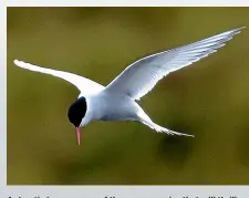  ??  ?? Antarctic tern are one of the many species that will thrill ornitholog­ists. The birds cries echo off the cliff walls.