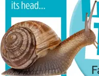  ??  ?? A snail’s reproducti­ve organs are in its head…