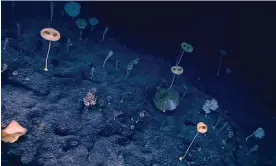  ?? ?? ‘ET’ sponges and soft corals make up what scientists have named the ‘forest of the weird in the deep Pacific Ocean. Photograph: 'National Oceanic and Atmospheri­c Administra­tion (NOAA) | Office of Exploratio­n and Research (OER)'