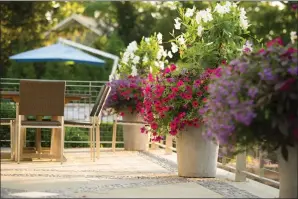  ?? Neil Landino Jr./Janice Parker Landscape
Architects via AP ?? This photo provided by Janice Parker Landscape Architects shows potted flowering plants at a home in Darien, Conn.