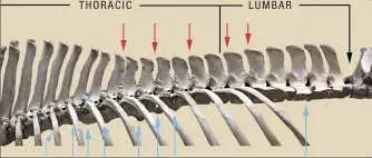  ??  ?? In this image of Lexington’s thoracic and lumbar vertebrae, red arrows designate joints that are fused dorsally; blue arrows point to “becs de perroquet,” which are ventral fusions. Note how dorsal and ventral fusions tend to alternate in the more...