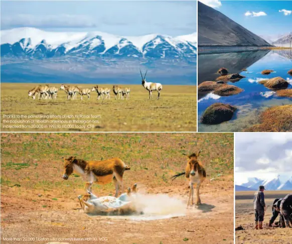  ??  ?? Thanks to the painstakin­g efforts of Hoh Xil Patrol Team, the population of Tibetan antelopes in the region has increased from 20,000 in 1997 to 60,000 today. CFB More than 20,000 Tibetan wild donkeys live in Hoh Xil. VCG