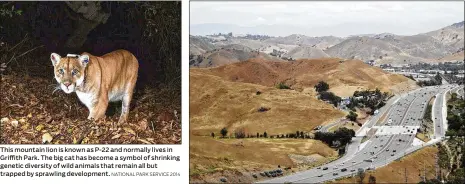  ?? NATIONAL PARK SERVICE 2014 MARCIO JOSE SANCHEZ / ASSOCIATED PRESS ?? This mountain lion is known as P-22 and normally lives in Griffith Park. The big cat has become a symbol of shrinking genetic diversity of wild animals that remain all but trapped by sprawling developmen­t. U.S. Highway 101 passes between two separate open space preserves on conservanc­y lands in the Santa Monica Mountains in Agoura Hills, Calif. Hoping to fend off the extinction of mountain lions and other species that require room to roam, transporta­tion officials and conservati­onists will build a mostly privately funded wildlife crossing over this freeway. It will give big cats, coyotes, deer, lizards, snakes and other creatures a safe route to open space and better access to food and potential mates.