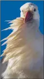  ?? ?? A stork rests in a nest Jan. 27 in Rivas Vaciamadri­d, Spain, on the outskirts of Madrid.