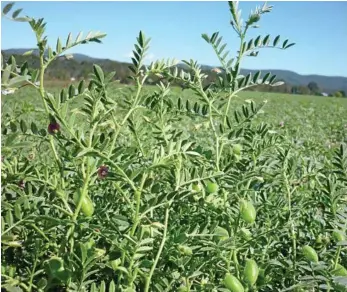  ?? PHOTO: CANDYCE BRAITHWAIT­E ?? FOREWARNED: A good disease plan will be essential for chickpeas this season.