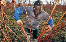  ?? PHOTO: STUFF ?? As the viticultur­e industry expands, so too will the need for accommodat­ion to house seasonal workers.