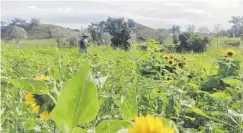  ?? Suministra­da ?? El proyecto tiene separado 12 cuerdas para el cultivo de girasoles, de las cuales hay tres sembradas y otras dos que ya se procesaron, se indicó.