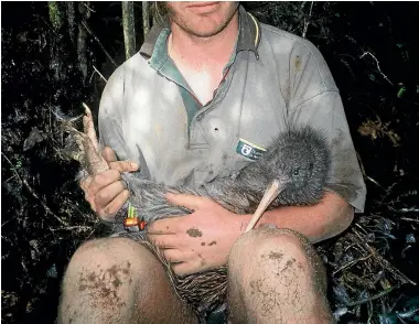  ??  ?? The Haast Kiwi Sanctuary, through which the proposed water pipeline will run, is home to the rare Haast tokoeka kiwi.