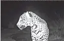  ?? RUSS MCSPADDEN/CENTER FOR BIOLOGICAL DIVERSITY ?? A jaguar captured on a trail camera might be a significan­t new Arizona resident.
