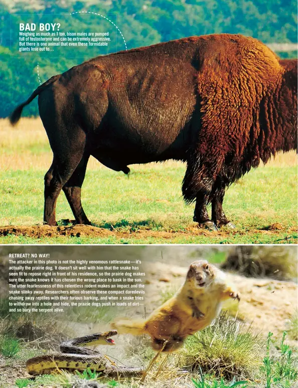  ??  ?? The attacker in this photo is not the highly venomous rattlesnak­e— it’s actually the prairie dog. It doesn’t sit well with him that the snake has seen fit to repose right in front of his residence, so the prairie dog makes sure the snake knows it has...