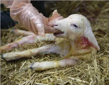  ??  ?? A Lleyn lamb shows a good suck response seconds after birth.