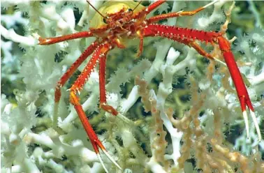  ?? NOAA OCEAN EXPLORATIO­N VIA AP ?? A squat lobster perches on healthy Desmophyll­um pertusum coral in 2019 approximat­ely 100 miles east of the Florida Atlantic coast.