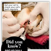  ?? ?? Get your vet to check your cat’s teeth regularly.