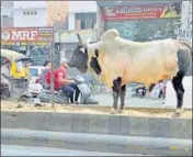  ?? SAMEER SEHGAL/HT ?? A stray bull on a road in Amritsar on Thursday.