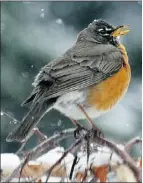  ?? Rick Macwilliam, The Journal ?? The weird weather seems to be convincing more robins to stay for the winter and other bird species to visit.