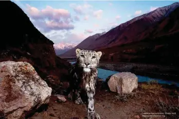  ?? PHOTOS FROM TENNESSEE AQUARIUM ?? “Morning Ghost” by Sebastian Kennerknec­ht of Williamsto­wn, Massachuse­tts, was a finalist in the 2018 BigPicture Natural World Photograph­y Competitio­n. Kennerknec­ht captured the image in a nature reserve in the Tien Shan Mountains of eastern Kyrgyzstan.
