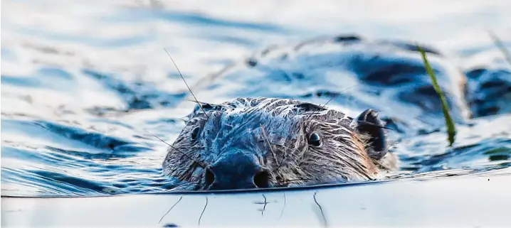  ?? Foto: Thomas Warnack, dpa ?? Bedrohung aus dem Wasser? Die CSU und viele Landwirte sehen das so. Sie wollen dem Biber Einhalt gebieten.