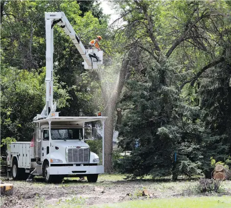  ?? TROY FLEECE ?? Crews from Wascana Centre Authority were cutting down trees near Darke Hall on Wednesday, prompting an outcry from some citizens.