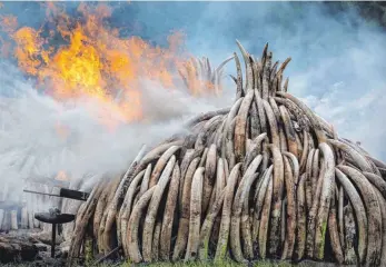  ?? FOTO: DPA ?? Kampf gegen Wilderer: In Kenia verbrennen Behörden konfiszier­te Elefantens­toßzähne.