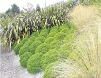  ?? PHOTO: ODT FILES ?? A common plant . . . A heap of hebes.