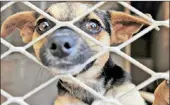  ?? PICTURE: AFRICAN NEWS AGENCY/ANA ?? The SPCA is home to many pets hoping to be adopted over the festive season.