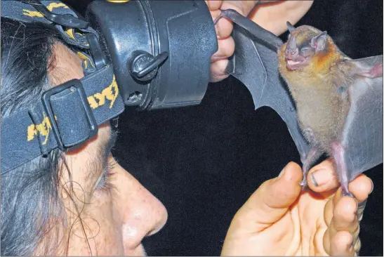  ?? [ALVARO DEL CAMPO/THE FIELD MUSEUM] ?? Mammal expert Olga Montenegro examines a Sturnira tildae bat, which will enjoy newfound protection as an inhabitant of the new Yaguas National Park. With the park designatio­n, millions of acres of roadless wilderness in northeaste­rn Peru will be...