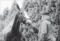  ?? PATRICK SEMANSKY THE ASSOCIATED PRESS ?? Kentucky Derby winner Justify at Pimlico Race Course in Baltimore.