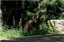  ??  ?? Below left: Brown bears are pretty much as common as fellow cyclists round here