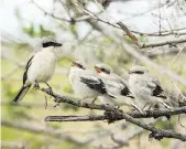  ?? PHOTO SUPPLIED ?? Conservati­on efforts are being made to increase the number of loggerhead shrikes (also known as butcher birds) in Saskatchew­an.