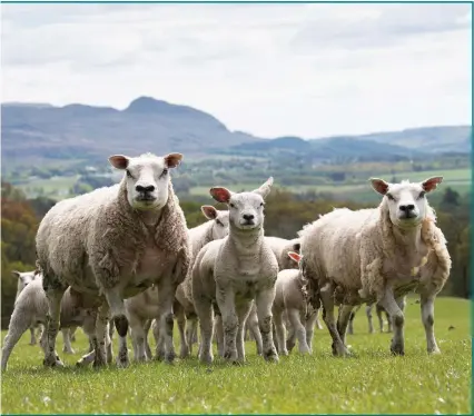  ??  ?? Texels with their sturdy lambs