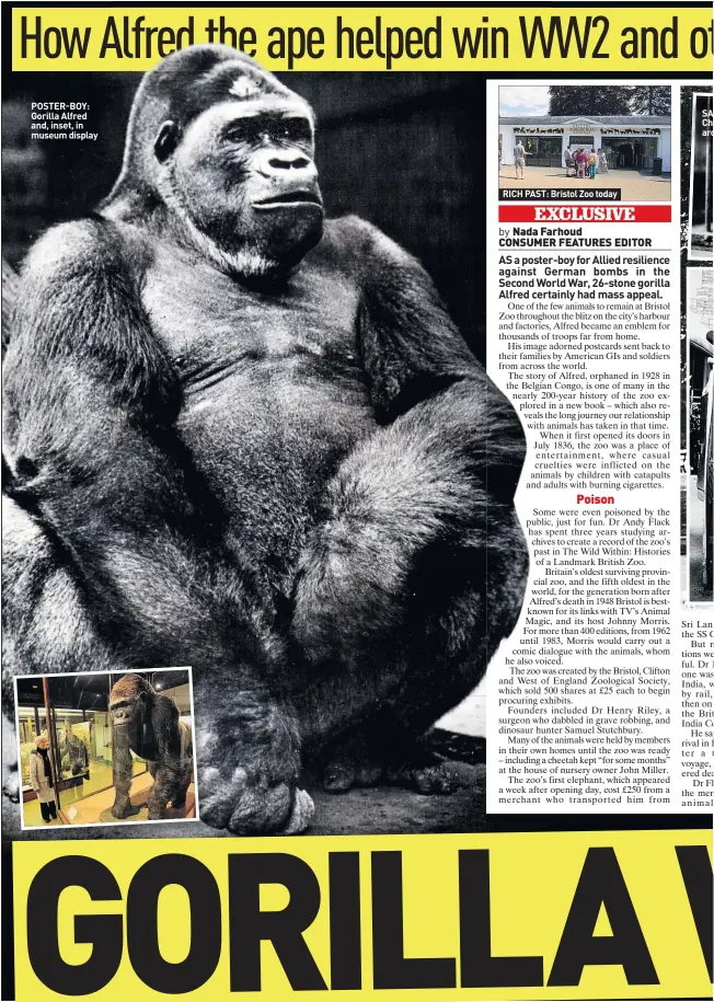  ??  ?? POSTER-BOY: Gorilla Alfred and, inset, in museum display RICH PAST: Bristol Zoo today SA Ch aro