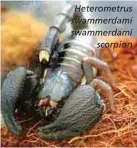  ??  ?? Heterometr­us swammerdam­i swammerdam­i scorpion