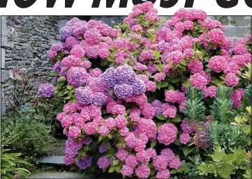  ??  ?? Head-turners: Vibrant mophead hydrangeas flower profusely for months