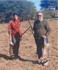  ??  ?? Las liebres de San Luis son muy grandes debido a que el año pasado no hubo temporada de caza. Por el tamaño se parecen bastante a las maras de la Patagonia.