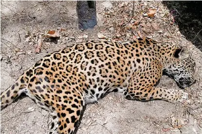  ?? ESPECIAL ?? Se ha dado la invasión a espacios silvestres en todo tipo de ecosistema­s