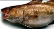  ??  ?? Recovery: North Sea cod is more plentiful