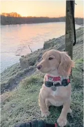  ??  ?? Working cocker spaniel Winnie, pictured by the River Tay. Winnie is owned by Sherilyn Johnston, from Luncarty.