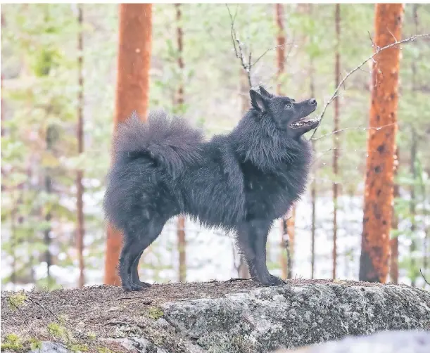  ?? FOTO: PASI SUOKKO ?? Aki ist in Wegberg geboren worden und mit zehn Wochen nach Finnland gezogen. Hier ist er in der finnischen Landschaft zu sehen.